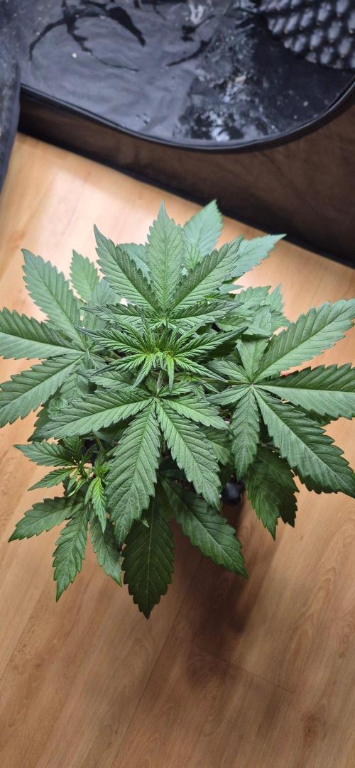 Auto Banana Blaze. Week 2