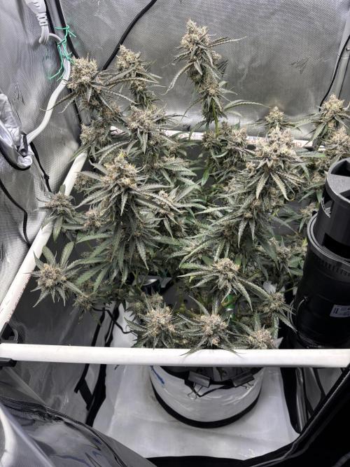 XXX #20 x End Game #5  - 08-2025. Week 22