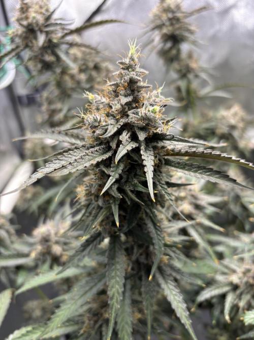 XXX #20 x End Game #5  - 08-2025. Week 22