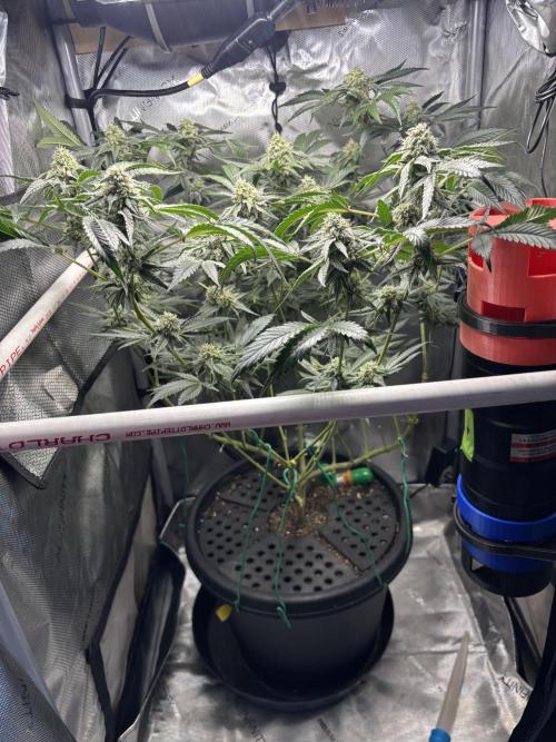 BAG See -AZ Brand Made -Sherbana Cabana. Week 12