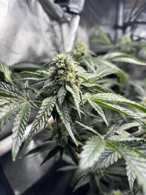 BAG See -AZ Brand Made -Sherbana Cabana. Week 12