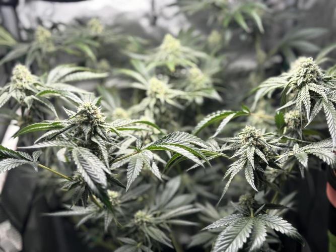 BAG See -AZ Brand Made -Sherbana Cabana. Week 12