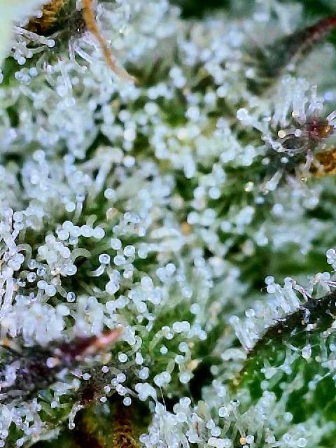 XXX #20 x End Game #5  - 08-2025. Week 22 - Day 60 