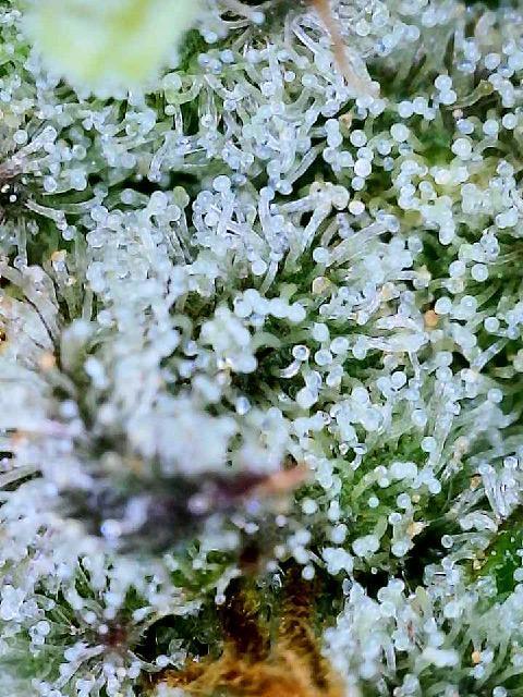 XXX #20 x End Game #5  - 08-2025. Week 22 - Day 60