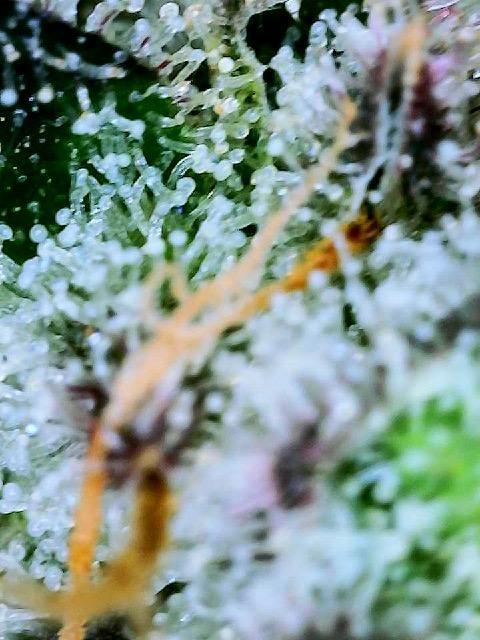 XXX #20 x End Game #5  - 08-2025. Week 22 - Day 60