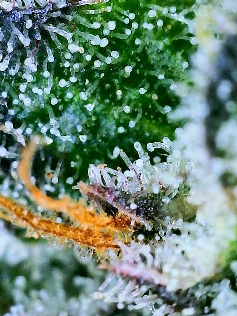 XXX #20 x End Game #5  - 08-2025. Week 22 - Day 60