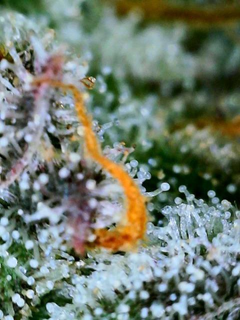 XXX #20 x End Game #5  - 08-2025. Week 22 - Day 60