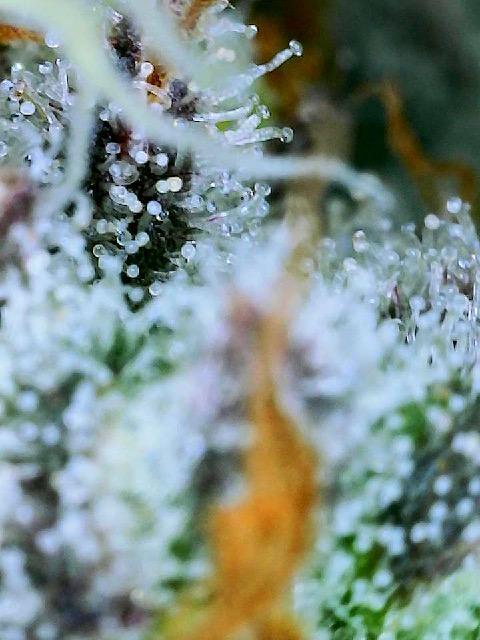 XXX #20 x End Game #5  - 08-2025. Week 22 - Day 60