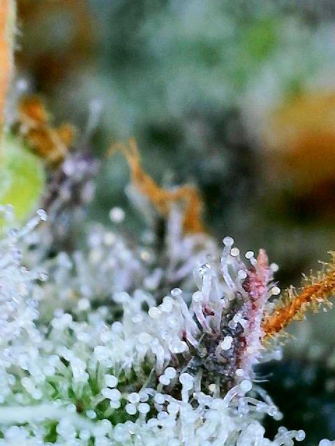 XXX #20 x End Game #5  - 08-2025. Week 22 - Day 60