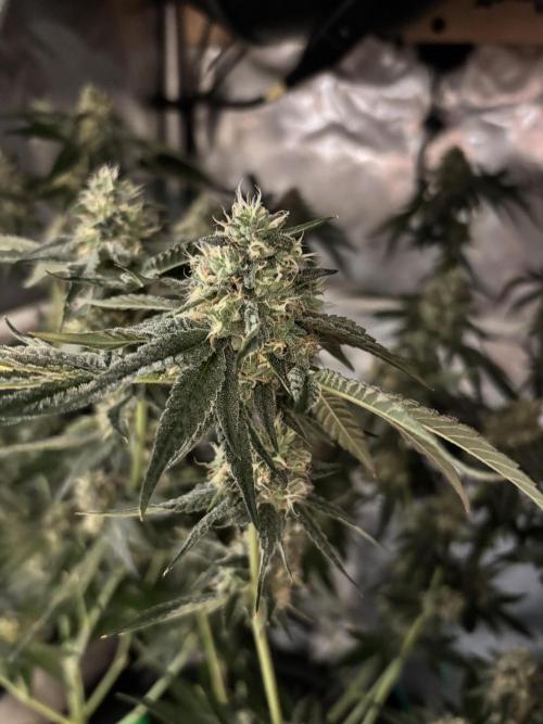 BAG See -AZ Brand Made -Sherbana Cabana. Week 13