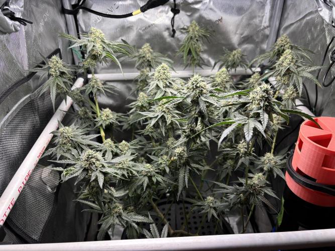 BAG See -AZ Brand Made -Sherbana Cabana. Week 13