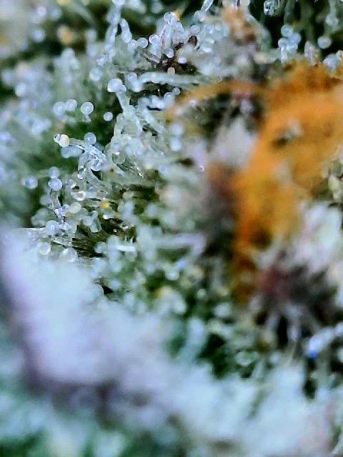 XXX #20 x End Game #5  - 08-2025. Week 23