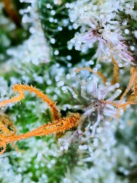 XXX #20 x End Game #5  - 08-2025. Week 23