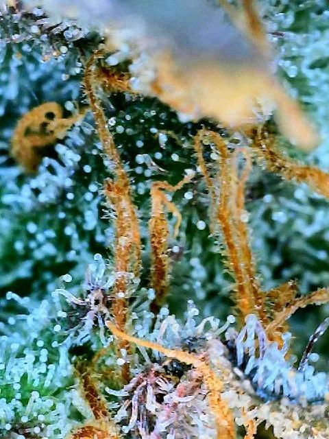 XXX #20 x End Game #5  - 08-2025. Week 23