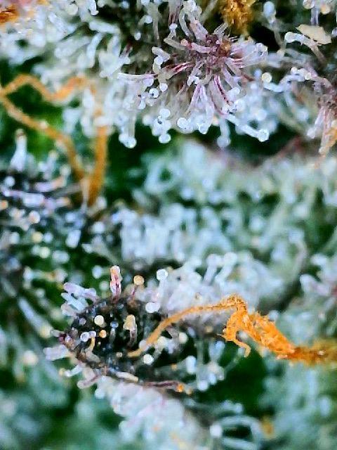 XXX #20 x End Game #5  - 08-2025. Week 23