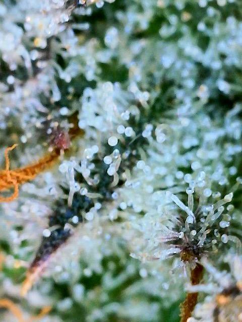 XXX #20 x End Game #5  - 08-2025. Week 23