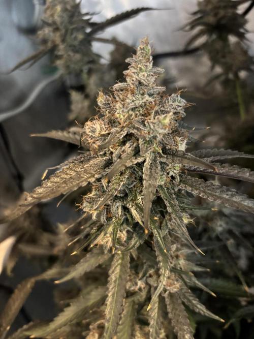 XXX #20 x End Game #5  - 08-2025. Week 23