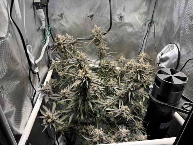 XXX #20 x End Game #5  - 08-2025. Week 23