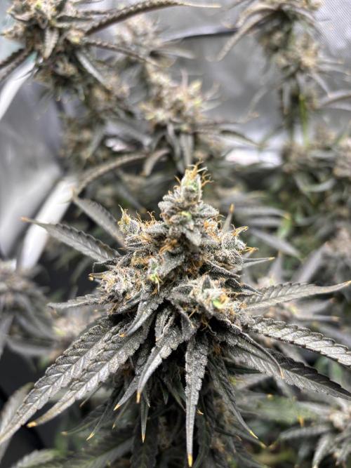 XXX #20 x End Game #5  - 08-2025. Week 23