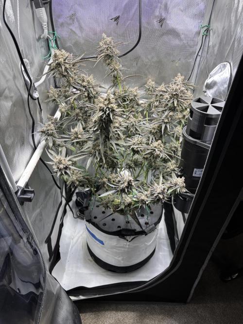 XXX #20 x End Game #5  - 08-2025. Week 24