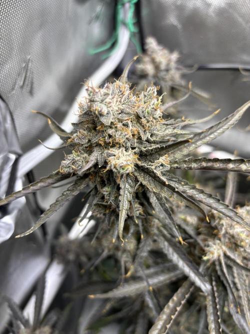 XXX #20 x End Game #5  - 08-2025. Week 24