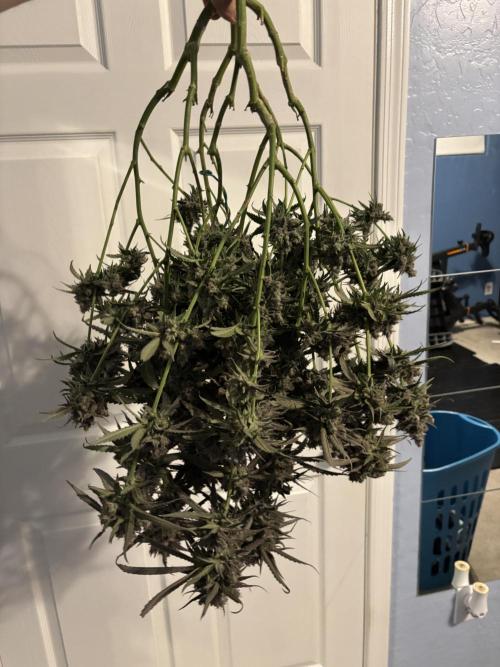 XXX #20 x End Game #5  - 08-2025. Week 24