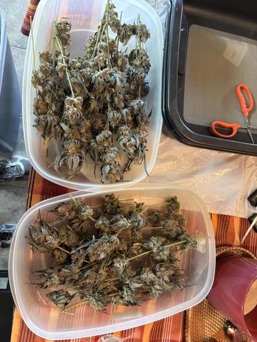 XXX #20 x End Game #5  - 08-2025. Week 24