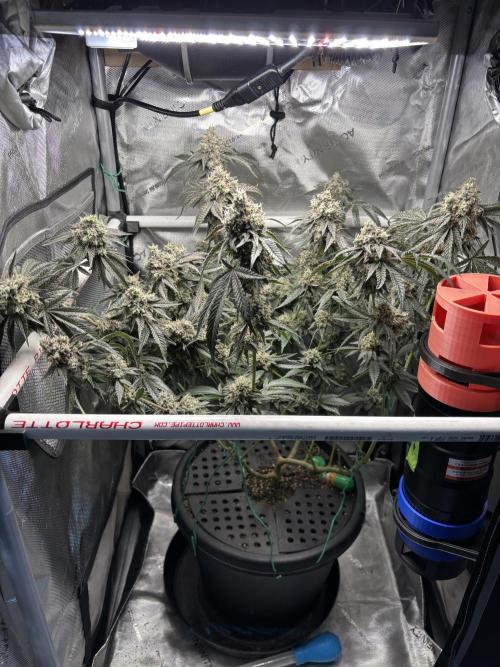 BAG See -AZ Brand Made -Sherbana Cabana. Week 15