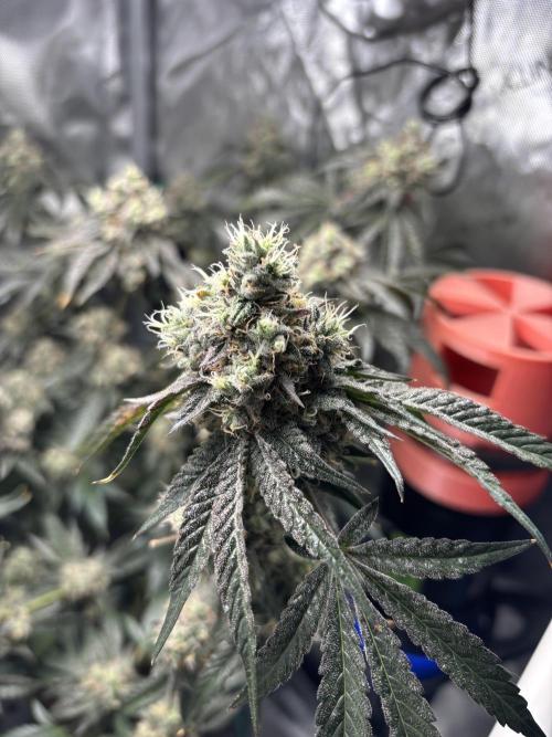 BAG See -AZ Brand Made -Sherbana Cabana. Week 15