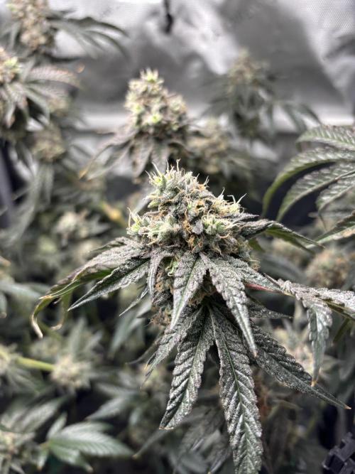 BAG See -AZ Brand Made -Sherbana Cabana. Week 15