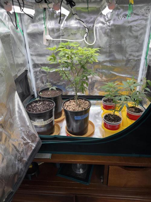 Sour Cherry Deisel - Atlas. Week 10