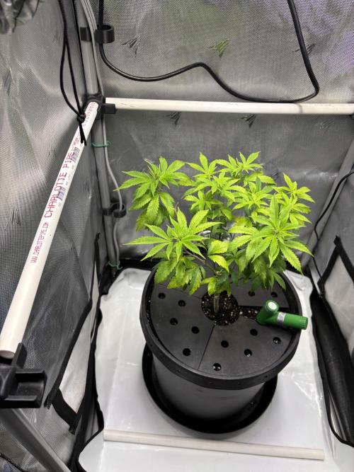 Sour Cherry Deisel - Atlas. Week 10