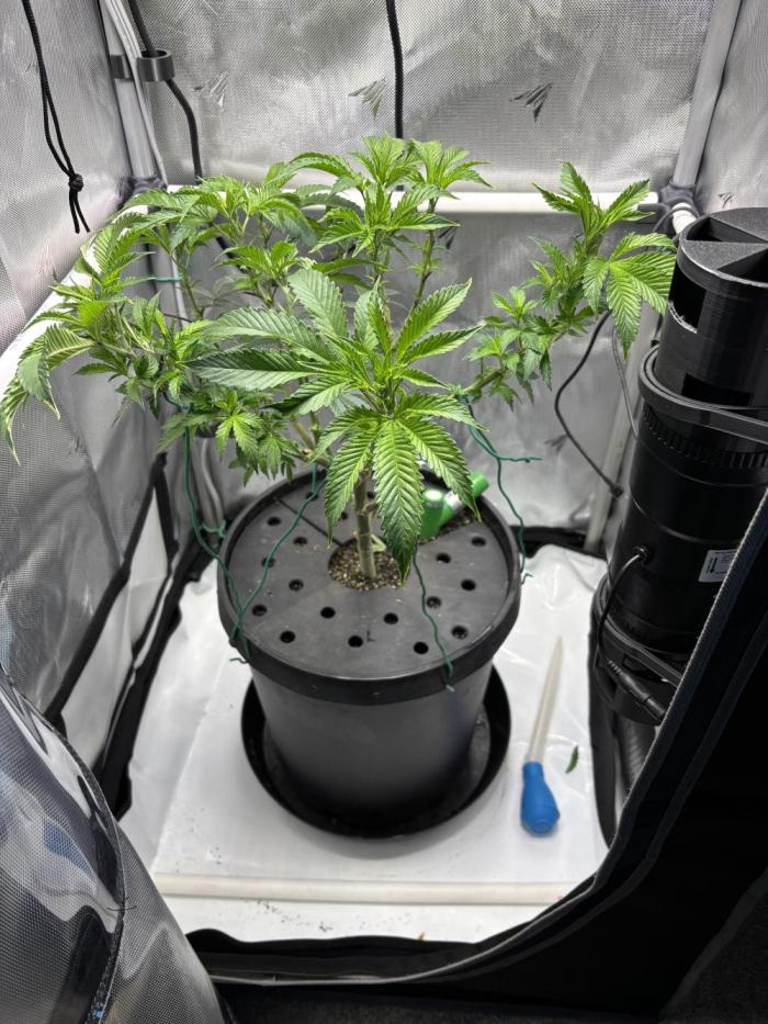 Sour Cherry Deisel - Atlas. Week 12