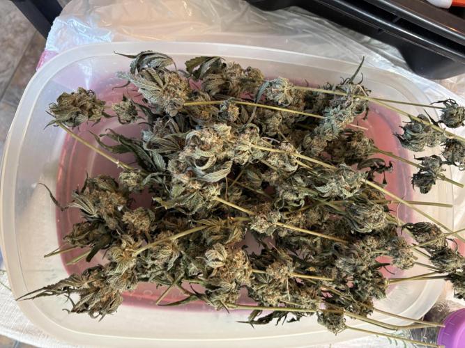 BAG See -AZ Brand Made -Sherbana Cabana. Week 17