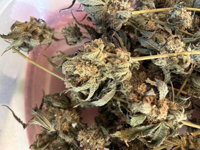 BAG See -AZ Brand Made -Sherbana Cabana. Week 17