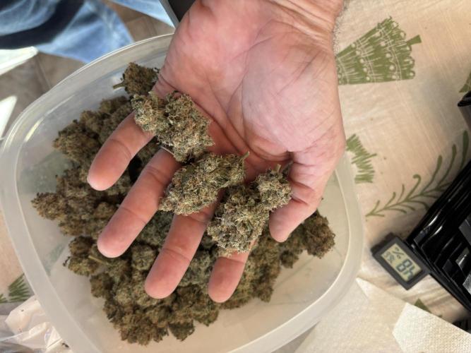 BAG See -AZ Brand Made -Sherbana Cabana. Week 17