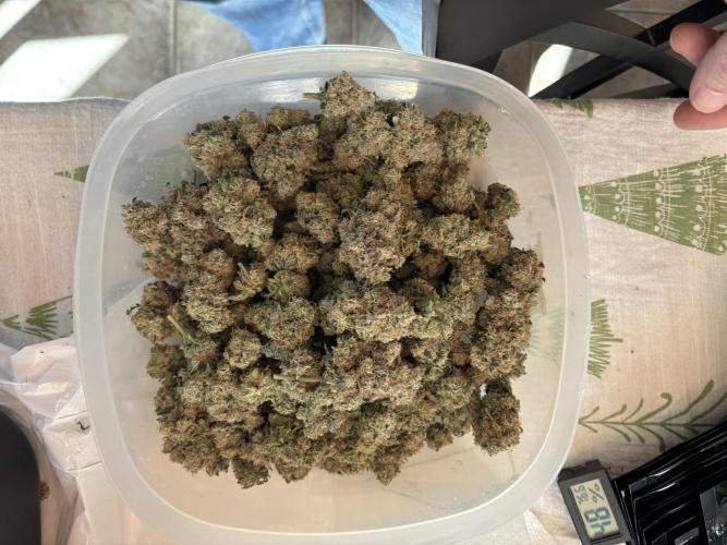 BAG See -AZ Brand Made -Sherbana Cabana. Week 17