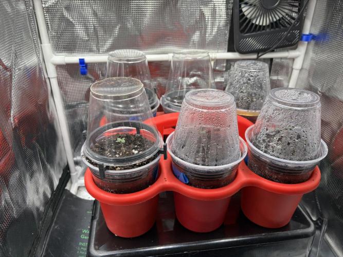 Sour Cherry Deisel - Atlas. Week 13 - bonus pic - starting to look for the next plant to run.