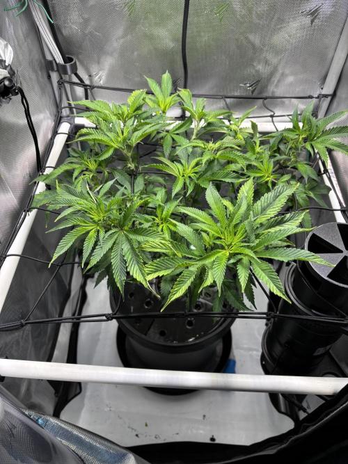 Sour Cherry Deisel - Atlas. Week 13