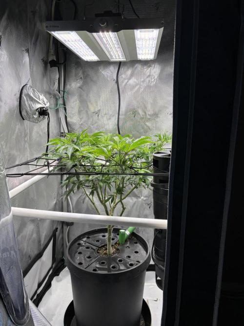 Sour Cherry Deisel - Atlas. Week 13