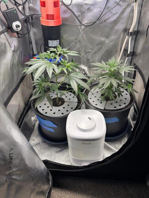 Summer Lemons 08-2026 2x2x4, 2 plants 4g. Week 6