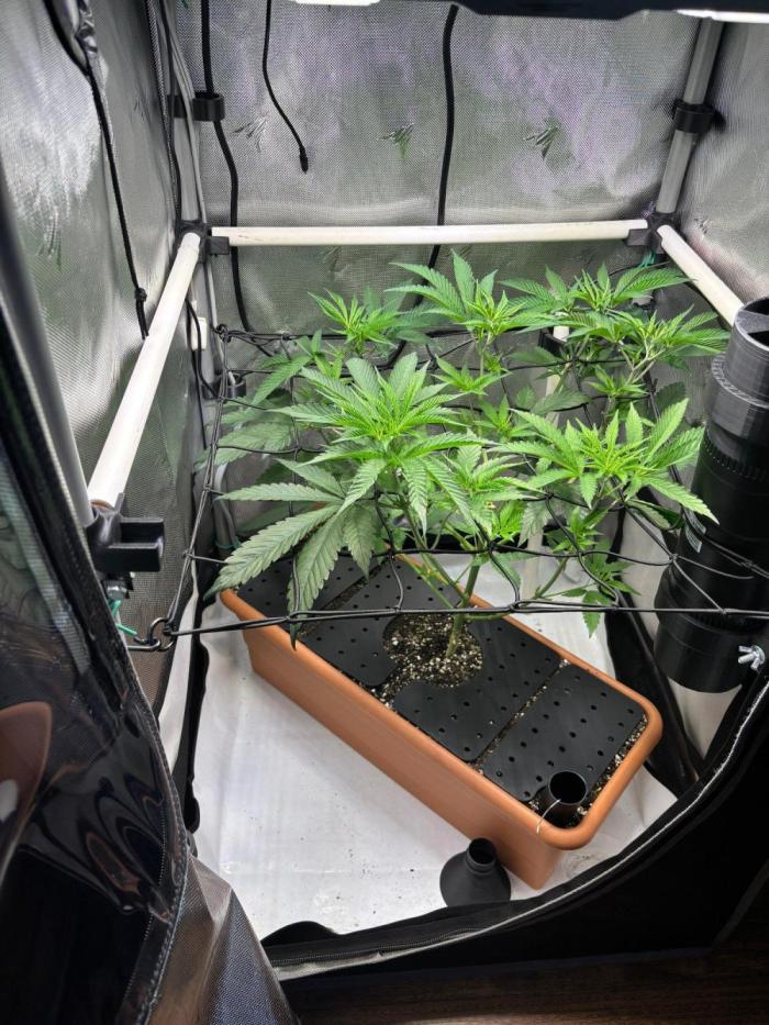 Fat Yeti F2 08-2026 2x2x6 EarthBox Jr. Week 8