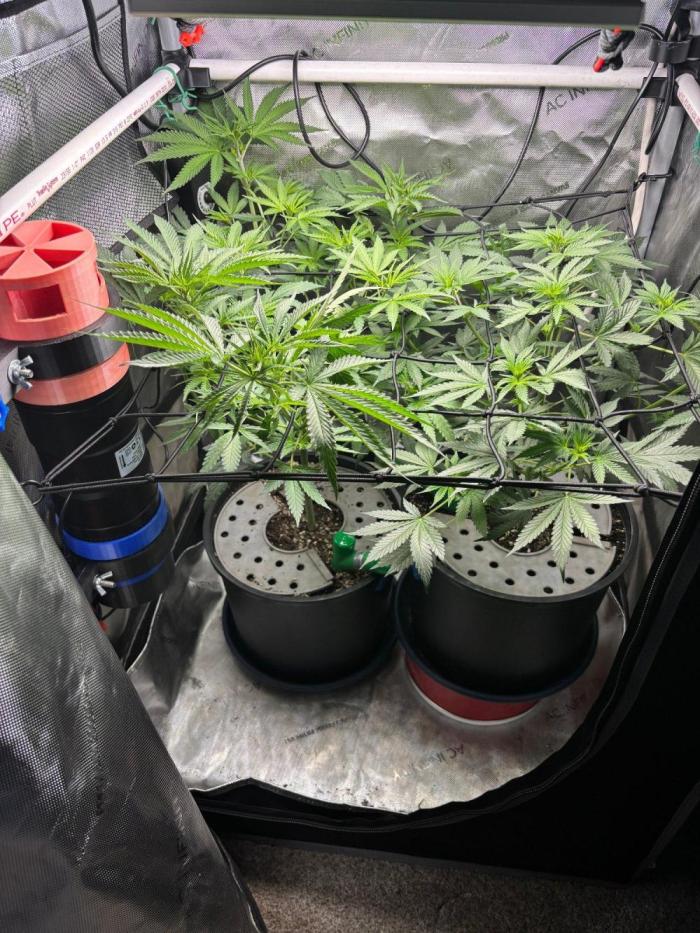 Summer Lemons 08-2026 2x2x4, 2 plants 4g. Week 8
