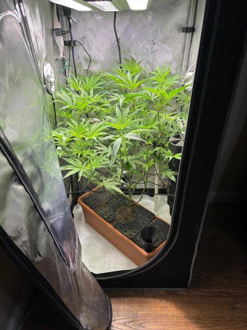 Fat Yeti F2 08-2026 2x2x6 EarthBox Jr. Week 10