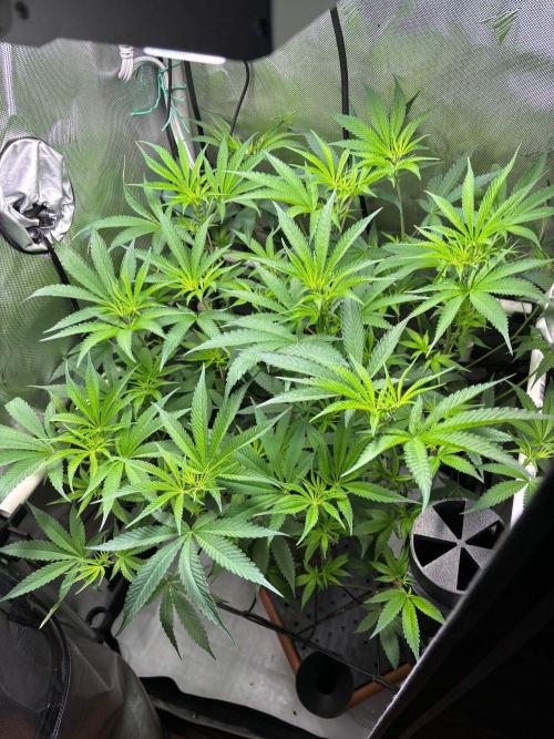 Fat Yet F2. Week 10