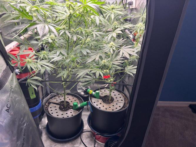 Summer Lemons 08-2026 2x2x4, 2 plants 4g. Week 10