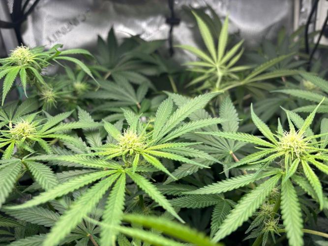 Summer Lemons 08-2026 2x2x4, 2 plants 4g. Week 10