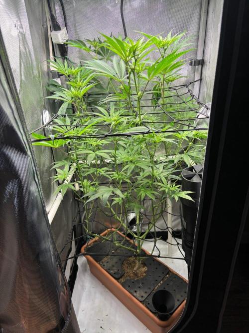 Fat Yeti F2 08-2026 2x2x6 EarthBox Jr. Week 11