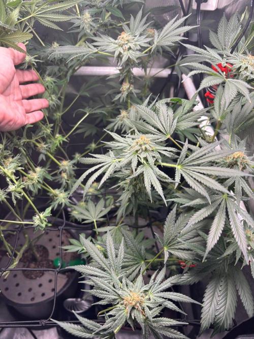 Summer Lemons 08-2026 2x2x4, 2 plants 4g. Week 12
