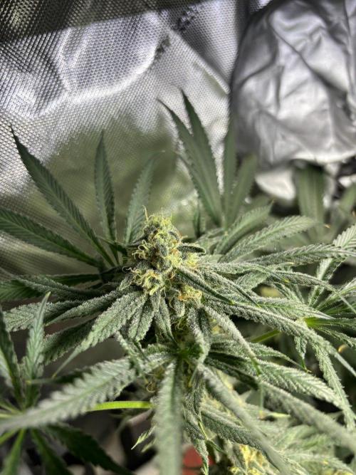 Summer Lemons 08-2026 2x2x4, 2 plants 4g. Week 13